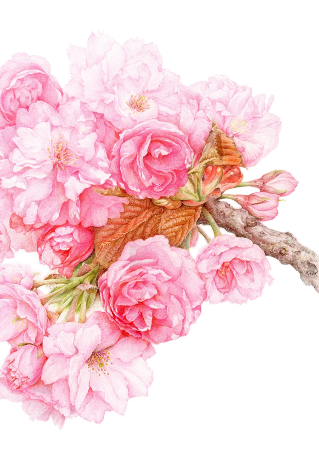 Cherry blossom